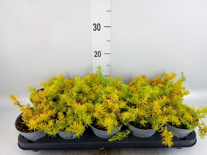 <h4>Sedum reflexum</h4>