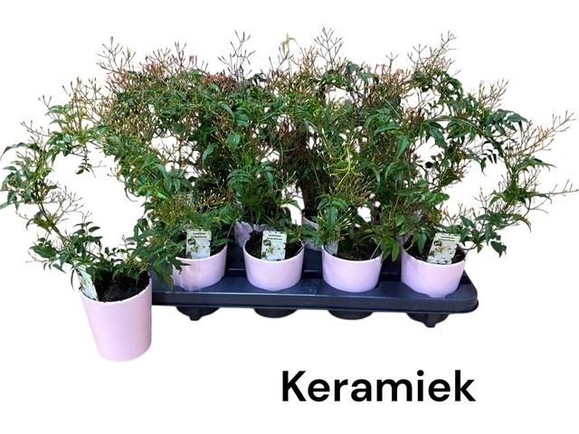 <h4>JASM POLYANTHUM WIT</h4>