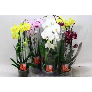 PHAL EL CASCADE