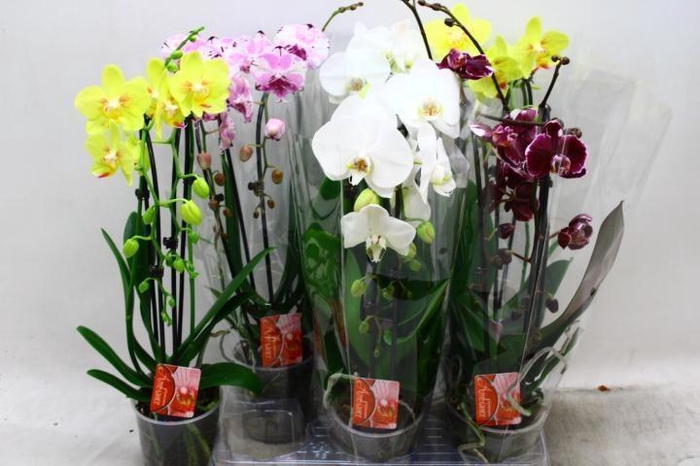 <h4>PHAL EL CASCADE</h4>