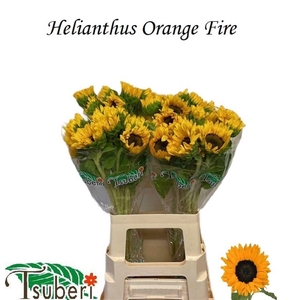 HELI ORANGE FIRE