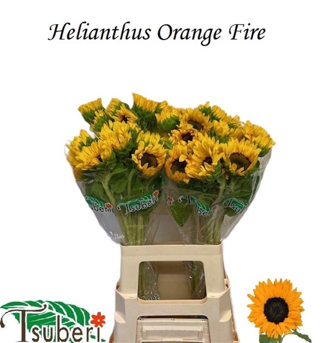 <h4>HELI ORANGE FIRE</h4>