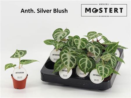 Anthu Silver Blush