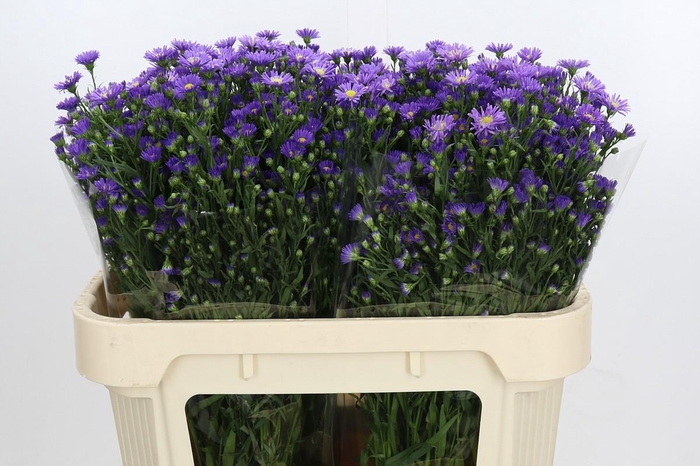 <h4>Aster Casamare</h4>