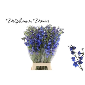 DELPH EN DONNA DELPH EN DONNA