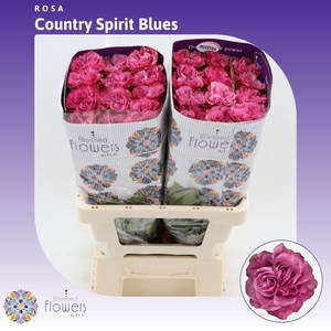 Rosa gr Country Spirit Blues