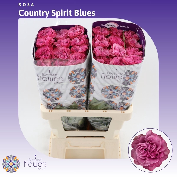 <h4>Rosa gr Country Spirit Blues</h4>