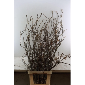 Prunus Serrulata 130cm P Stem