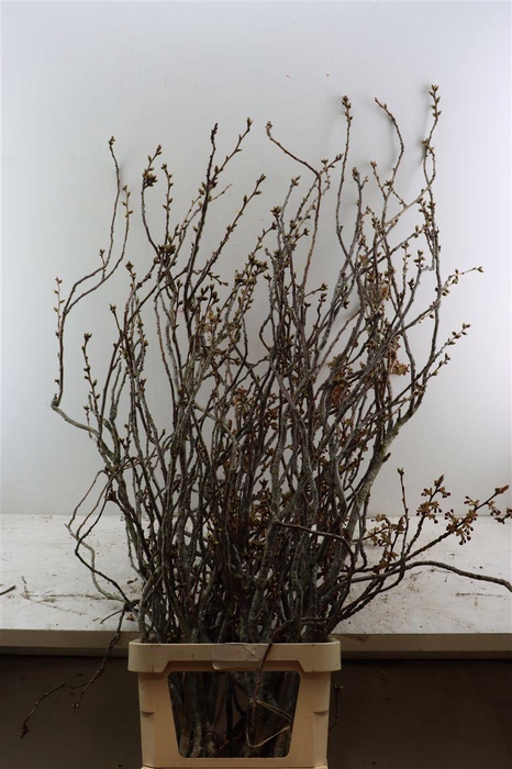 <h4>Prunus Serrulata 120cm P Stem</h4>