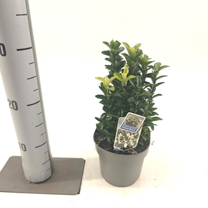 Euonymus Paloma Blanca