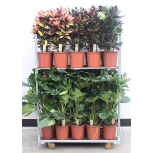 Mixkar Croton & Monstera