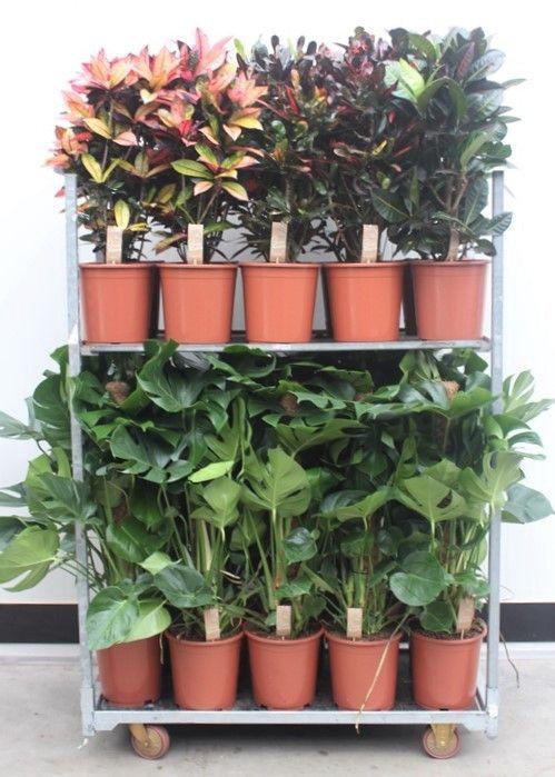 <h4>Mixkar Croton & Monstera</h4>