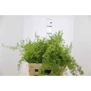 FOLHAGEM ASPARGO ALFINETE