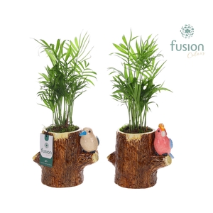 Keramiek boomstam planter met Chamaedorea