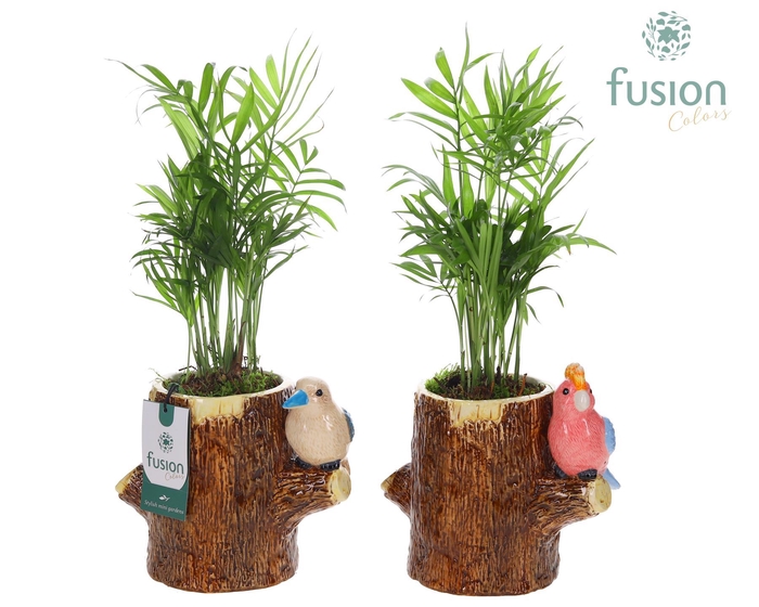 <h4>Keramiek boomstam planter met Chamaedorea</h4>