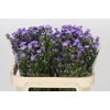 Aster Cassandra