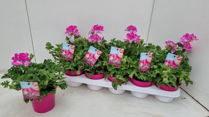 <h4>PEL GEM WELRIEKEND</h4>