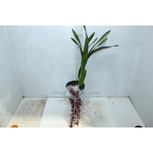 CYMBIDIUM P18 CHOCOLATE MIN 1 HT PENDENTE