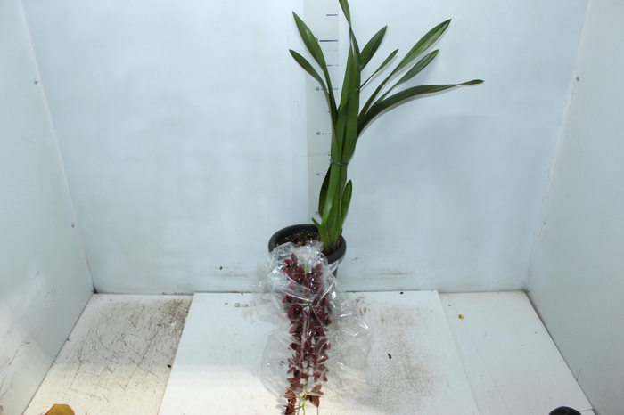 <h4>CYMBIDIUM P18 CHOCOLATE MIN 1 HT PENDENTE</h4>
