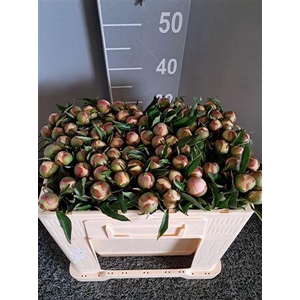 Paeo Pecher 40cm Pesca