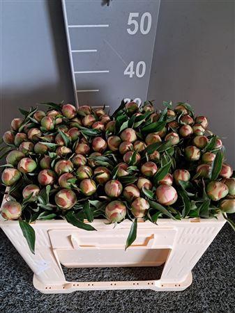 <h4>Paeo Pecher Pesca</h4>