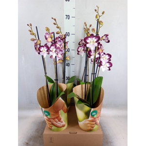 Phalaenopsis  'GbZ Tinkerbells'
