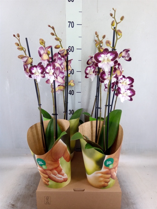 <h4>Phalaenopsis  'GbZ Tinkerbells'</h4>