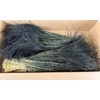 DF Stypha 60cm Bs Cerise