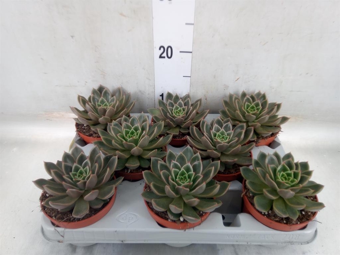 <h4>Echeveria   ...not flowering</h4>