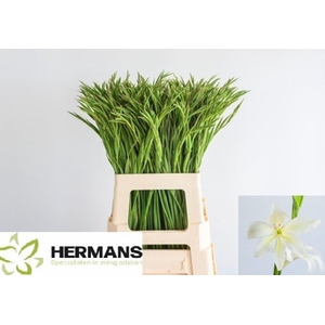 Gladiolus Colvillii 'albus'