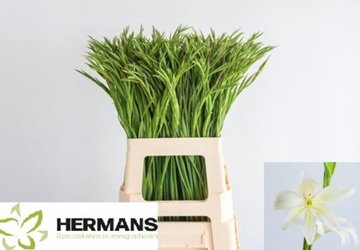 <h4>Gladiolus Colvillii 'albus'</h4>