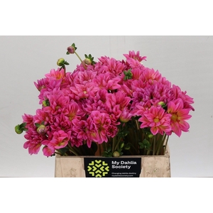 Dahlia DE 'Esli'
