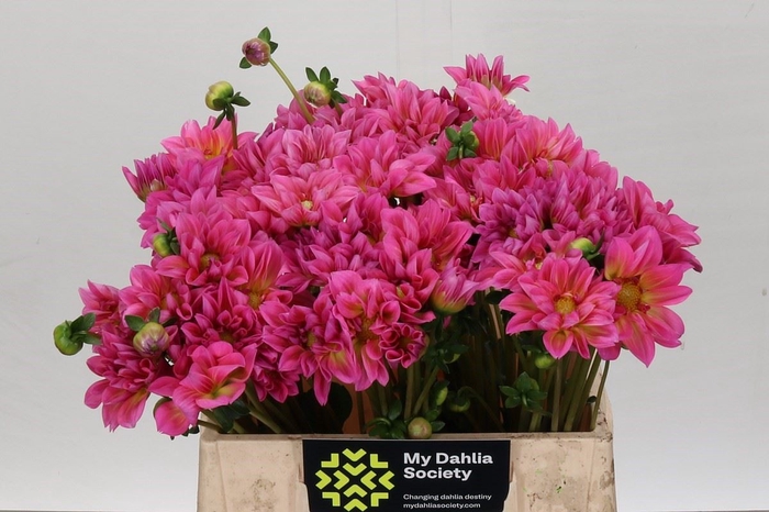<h4>Dahlia DE 'Esli'</h4>