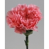 Dianthus st pink
