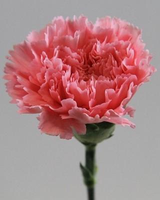 Dianthus st pink