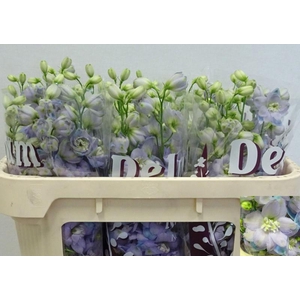Delph Dewi Lavender Smile Wigchert