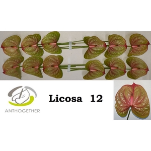Anthurium Andreanum Grp Licosa