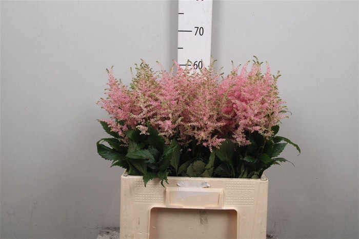 <h4>Astil Ov D. Pink</h4>