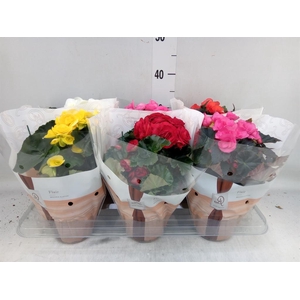 Begonia elat. DU   ...mix