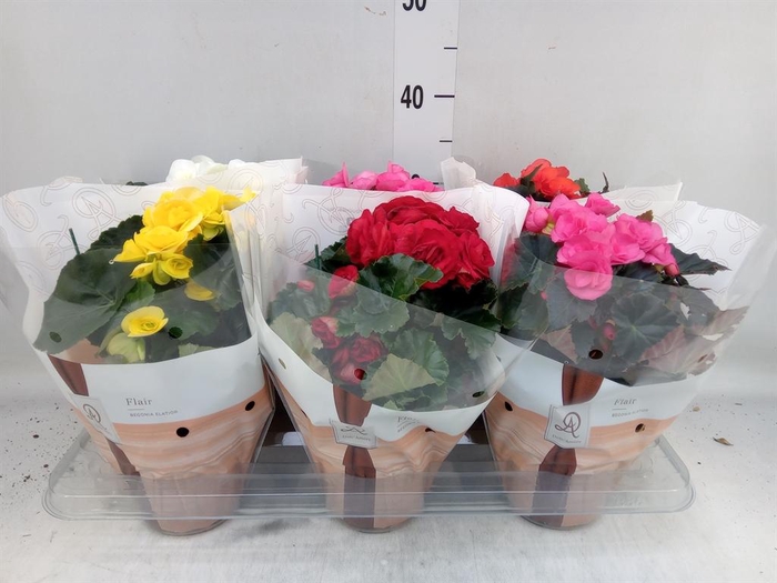 <h4>Begonia elat. DU ...mix</h4>