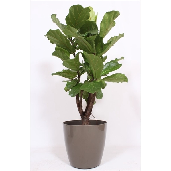 <h4>Ficus Lyrata' in San Remo "taupe"</h4>