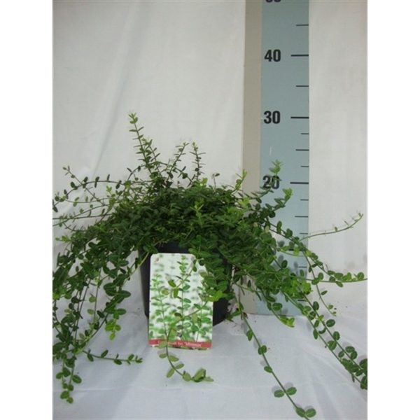 <h4>Euonymus fortunei 'Minimus'</h4>