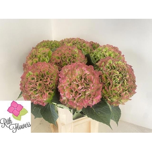 HYDR M ROY GRANDE CL