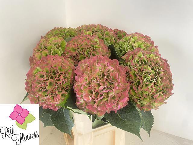 <h4>HYDR M ROY GRANDE CL</h4>