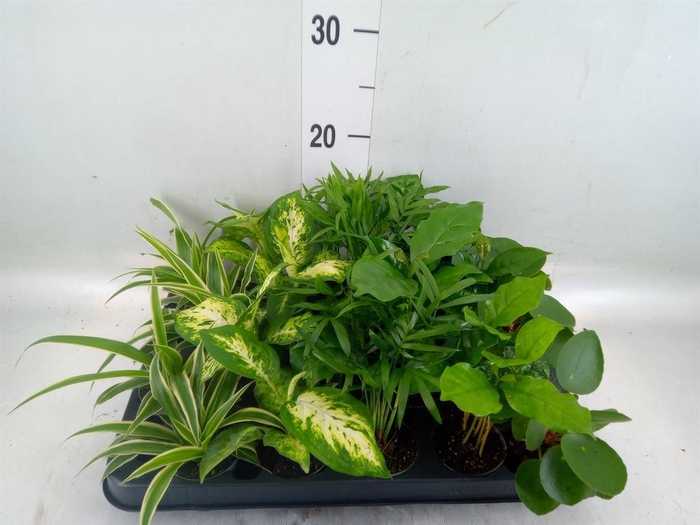 <h4>Planten Groen ...mix 5</h4>