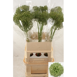 ALLIUM ZAADBOLLEN