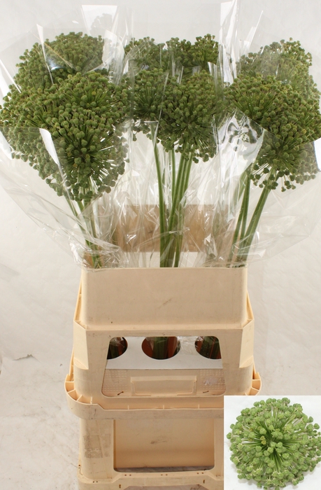<h4>ALLIUM ZAADBOLLEN</h4>