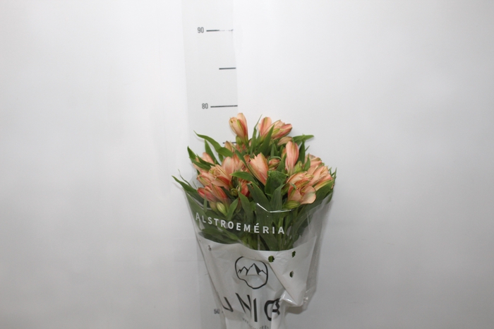 <h4>ALSTROEMERIA MILOS 080 CM</h4>