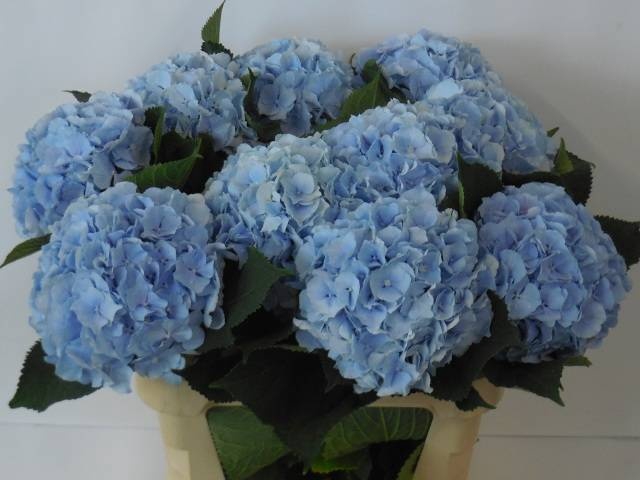 <h4>HYDR M CH VERENA BL</h4>