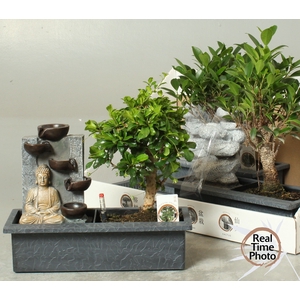 BONSAI GEM